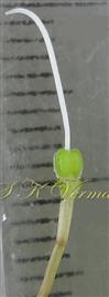  Pistil